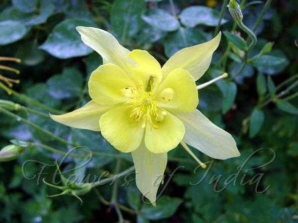 Golden Columbine